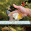 CHONKY A Grade White Button Eyes Oranda Male 5-5.5 inches #041825OR_13