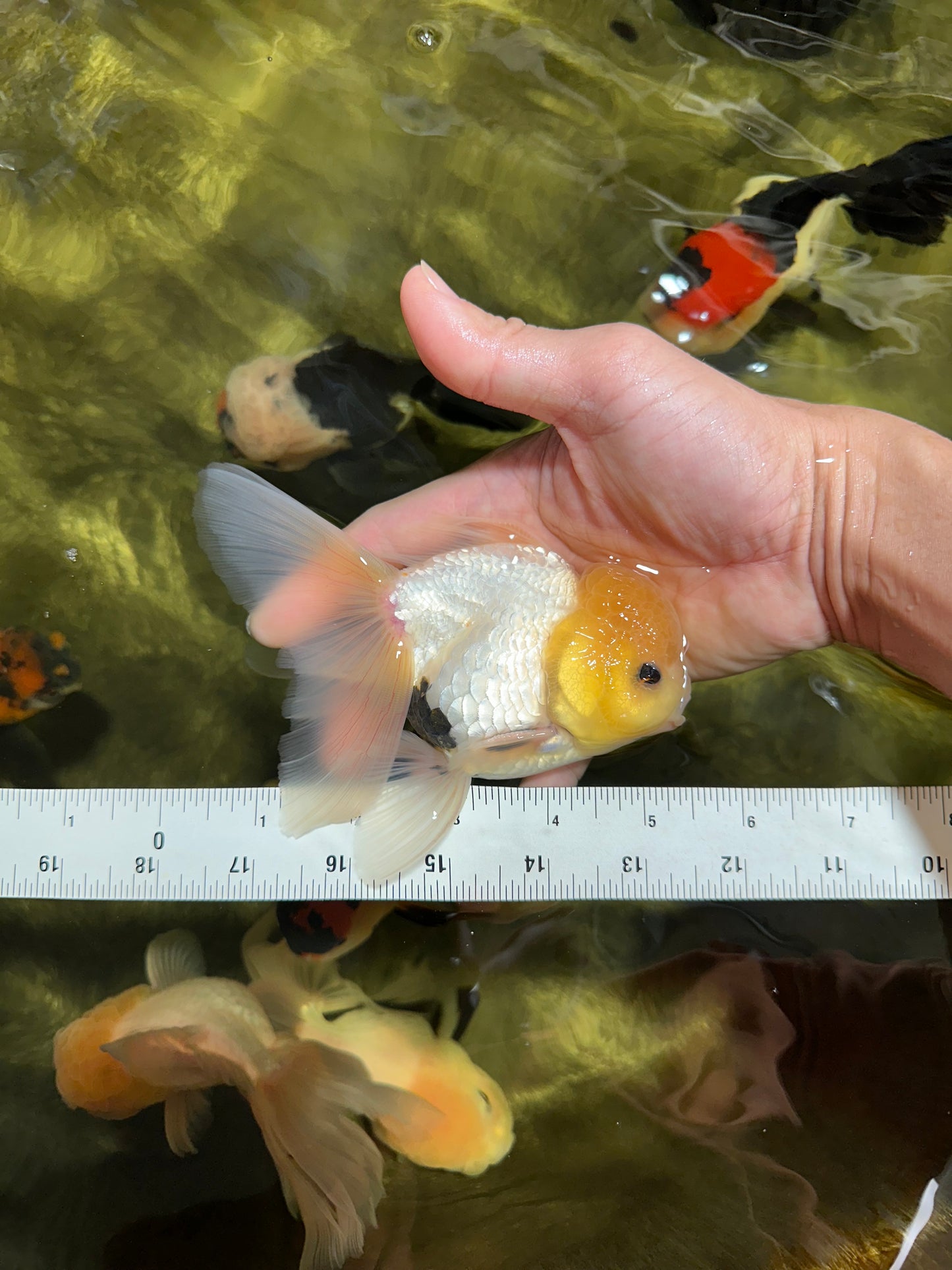 CHONKY A Grade White Button Eyes Oranda Male 5-5.5 inches #041825OR_13
