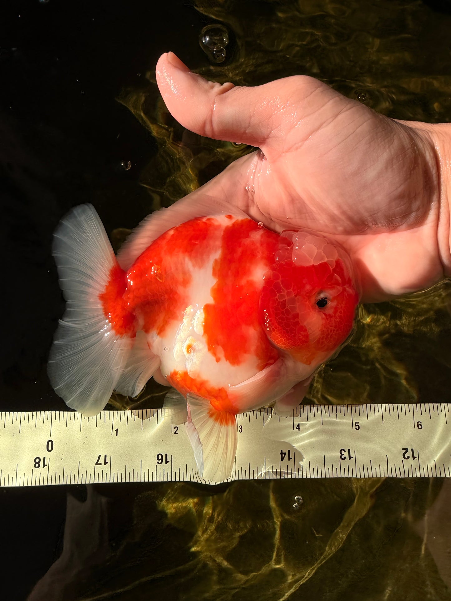 CHONKY AAA Grade Sakura Yuanbao Male 5 inches #032026YB_19