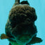 JUMBO AAA Grade Godzilla Black Oranda Male 6-6.5 inches #050826OR_01