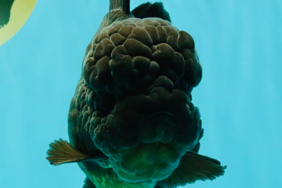 JUMBO AAA Grade Godzilla Black Oranda Male 6-6.5 inches #050826OR_01