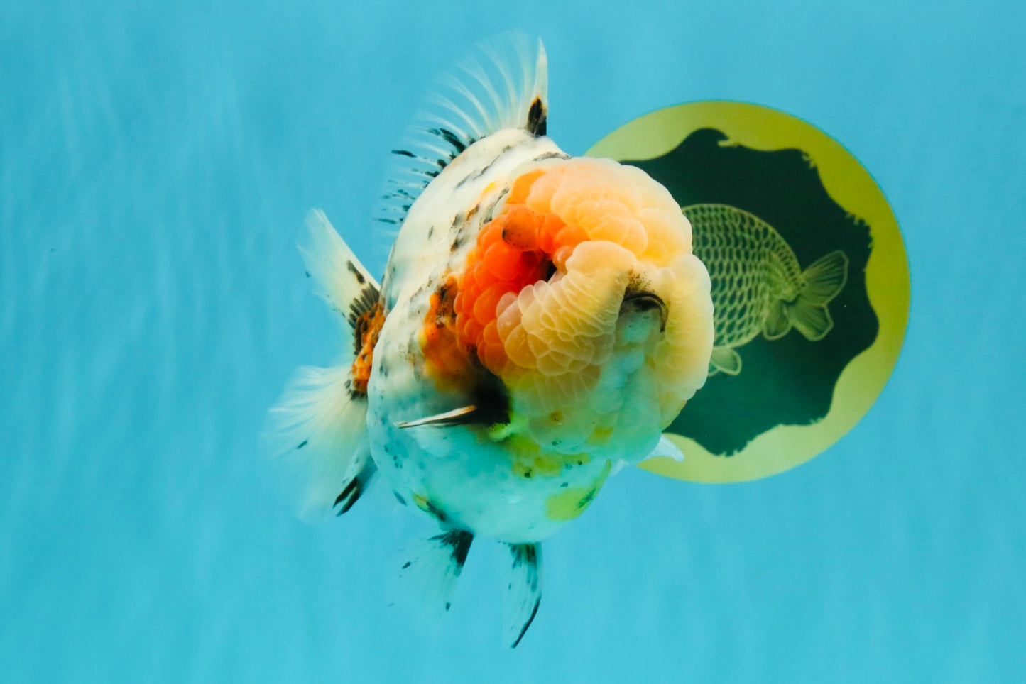 AAA Grade Marble Calico Blue Base Yuanbao Female 6-6.5 inches #032026YB_26