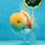 AAA Grade SUNNY Red White Oranda Male 6 inches #082925OR_12