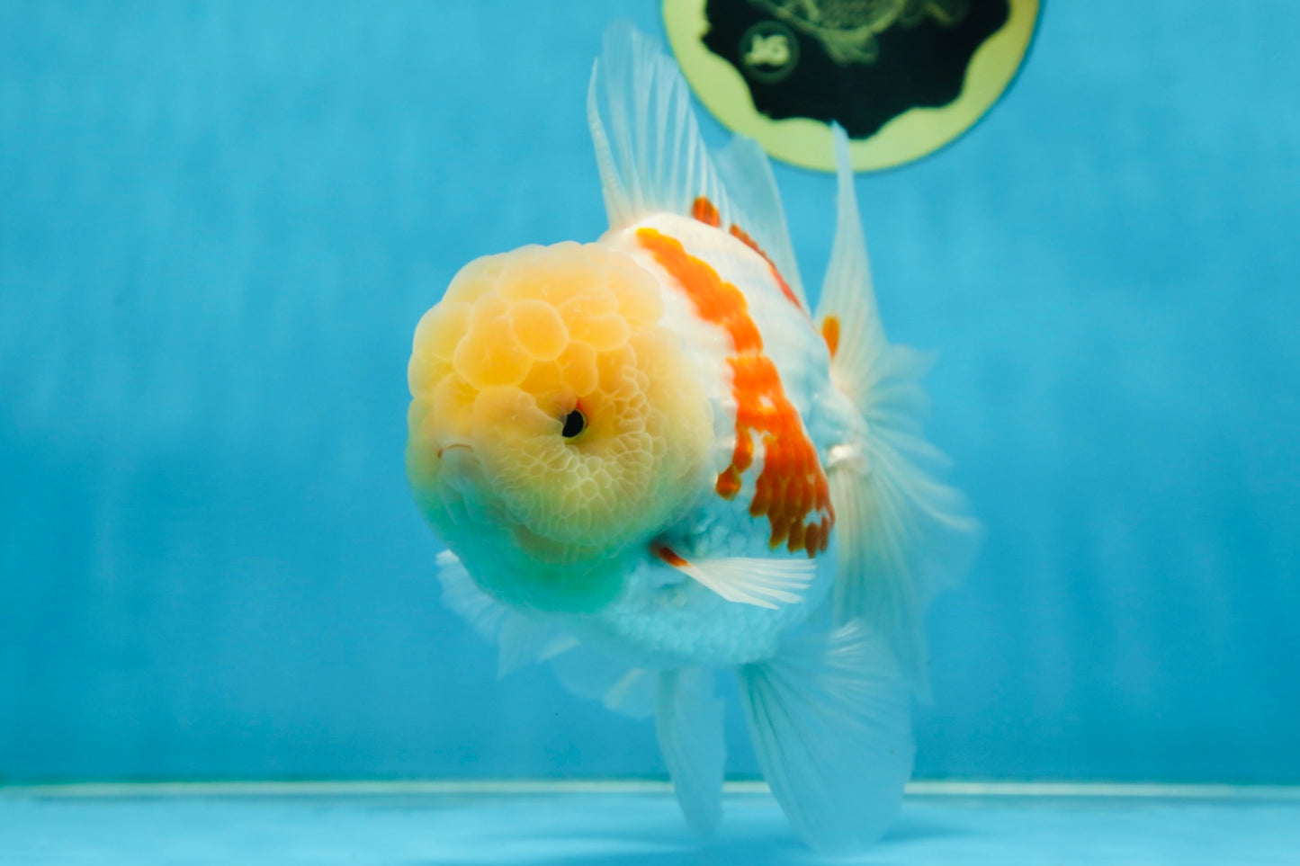 AAA Grade SUNNY Red White Oranda Male 6 inches #082925OR_12