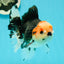 AAA Grade Pom-poms Tricolor Oranda Male 5.5 inches #102524OR_09