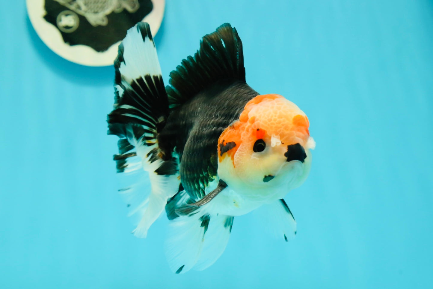 AAA Grade Pom-poms Tricolor Oranda Male 5.5 inches #102524OR_09