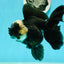 A Grade Monster Panda Oranda Female 5.5-6 inches #111524OR_18