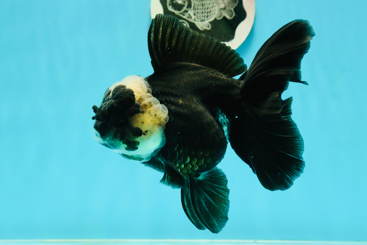 A Grade Monster Panda Oranda Female 5.5-6 inches #111524OR_18