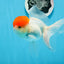 A Grade Red Cap Oranda Female 5 inches #0913OR_15