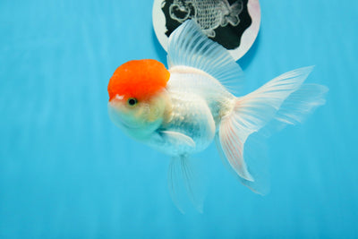 Oranda hembra de gorra roja de grado A, 5 pulgadas, n.° 0913OR_15