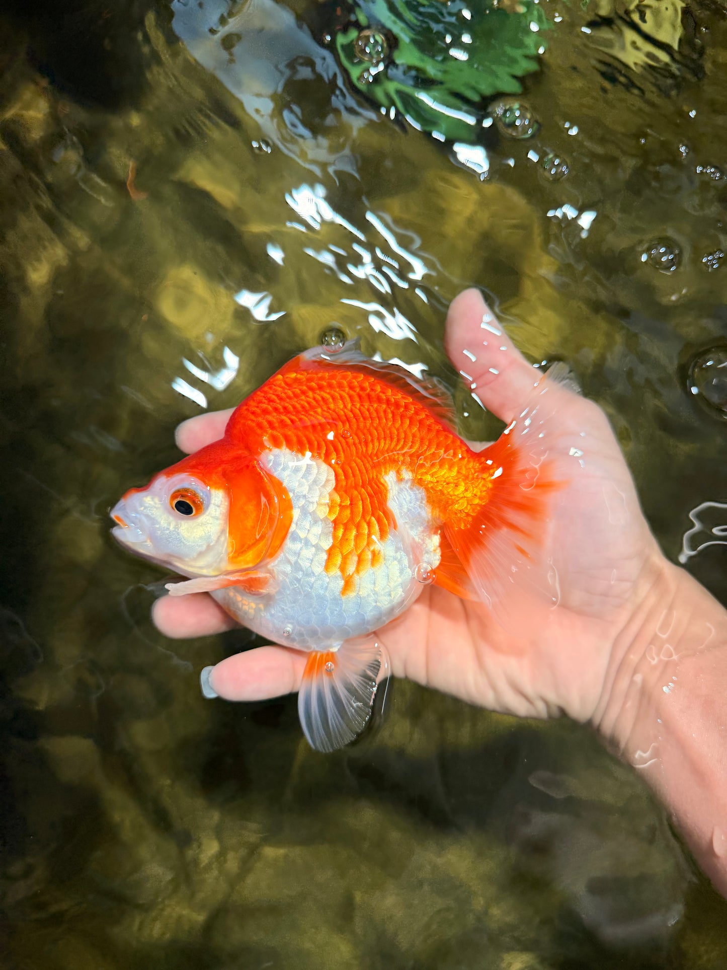 A Grade Red White Ryukin Female 5.5 inches #111425RK_08