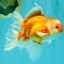 A Grade Red White Oranda Male 6.5 inches #082826OR_11