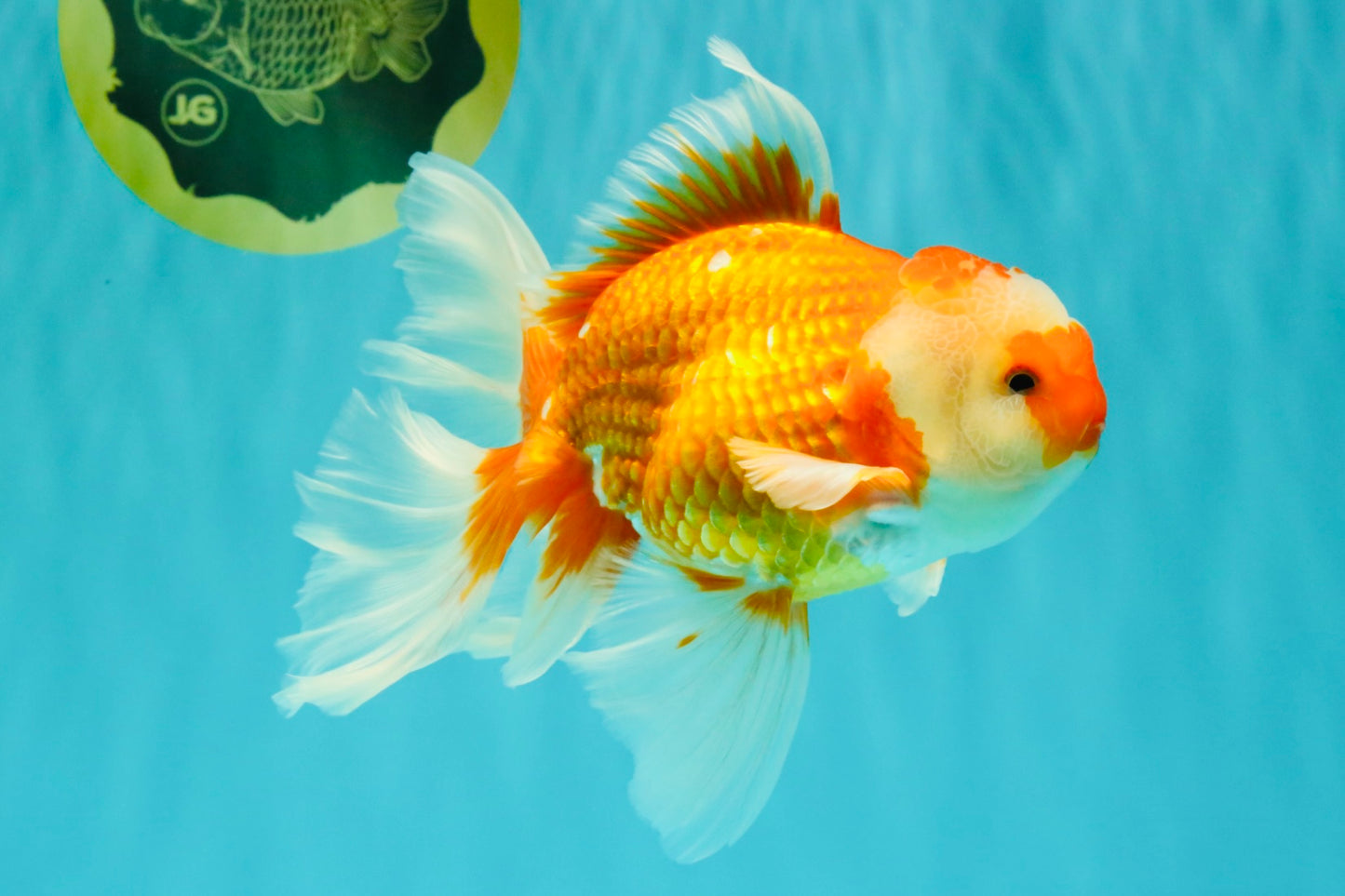 A Grade Red White Oranda Male 6.5 inches #082826OR_11