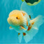 BEAUTY A  Grade Red White Oranda Male 6 inches #082126OR_08