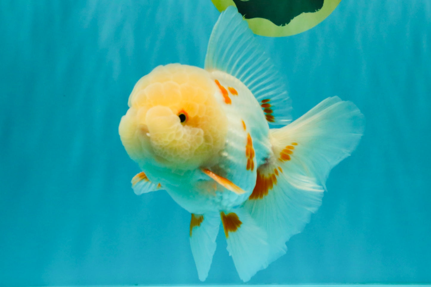 BEAUTY A  Grade Red White Oranda Male 6 inches #082126OR_08