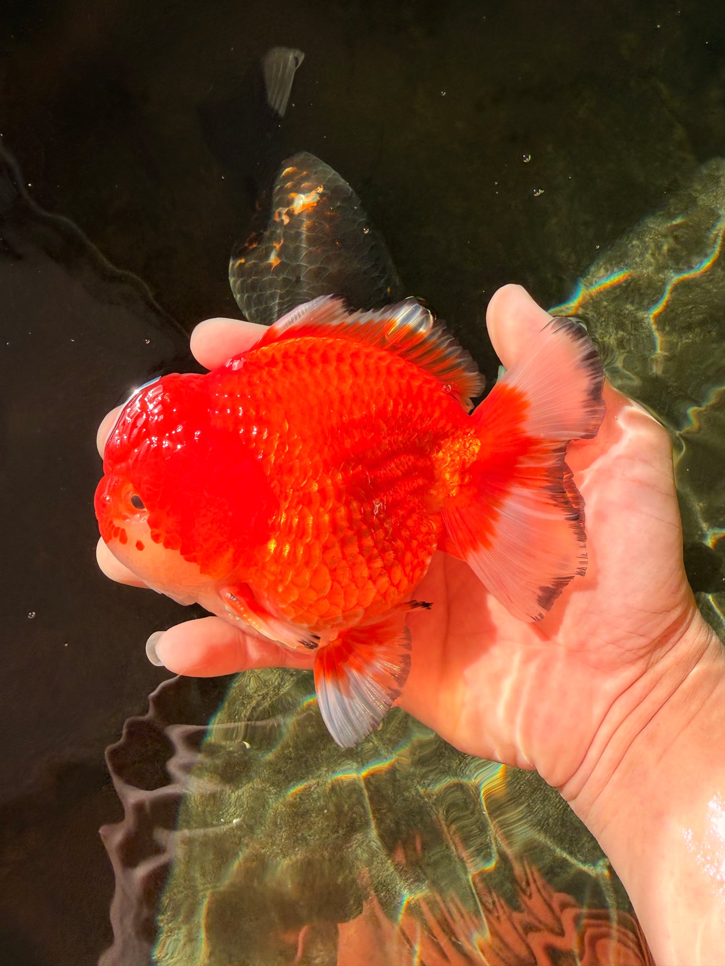 SPECIAL AAA Grade Red White Yuanbao Male 5-5.5 inches #032726YB_02