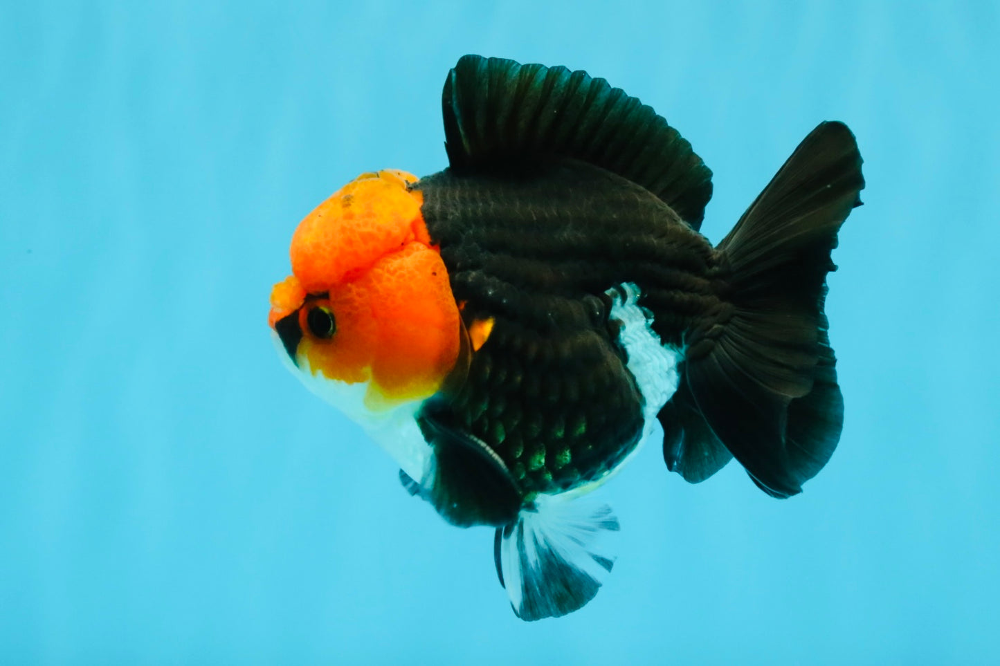 Pompom Tricolor Yuanbao Male 4.5 inches #040326YB_03