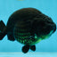 AAA Grade Strong Body Structure Godzilla Black Ranchu Male 5-5.5 inches #052325RC_15