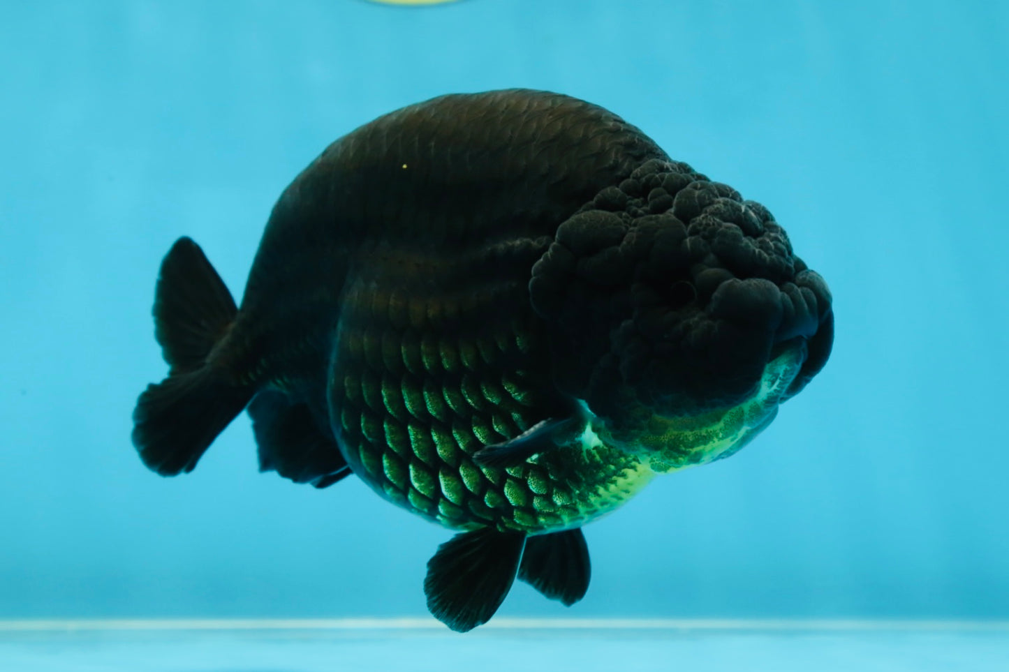 AAA Grade Strong Body Structure Godzilla Black Ranchu Male 5-5.5 inches #052325RC_15