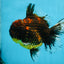 AAA Grade Godzilla Tiger Oranda Male 5.5 inches #100325OR_12
