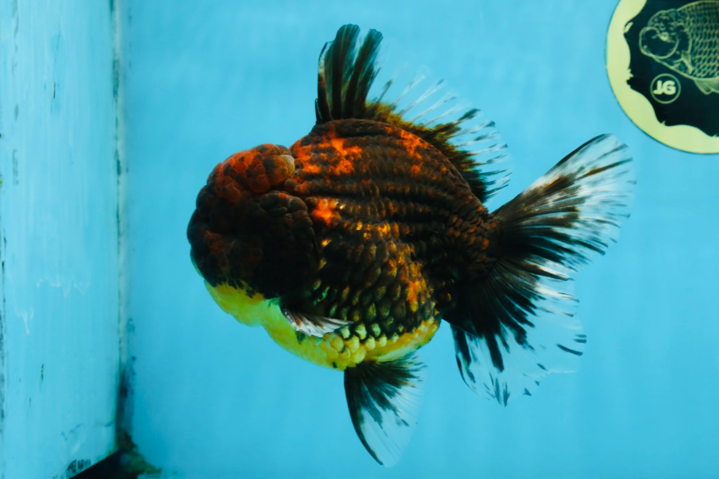 AAA Grade Godzilla Tiger Oranda Male 5.5 inches #100325OR_12