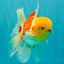 AAA Grade Red White Oranda Male 6 inches #080726OR_13