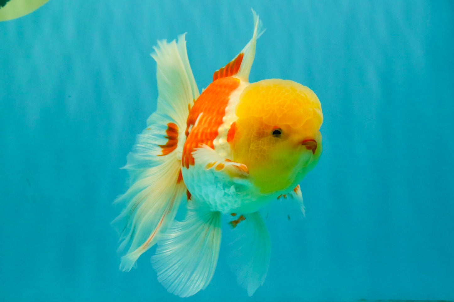 AAA Grade Red White Oranda Male 6 inches #080726OR_13