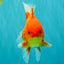 A Grade Strong Body Structure Red White Oranda Male 5-5.5 inches #062626OR_27
