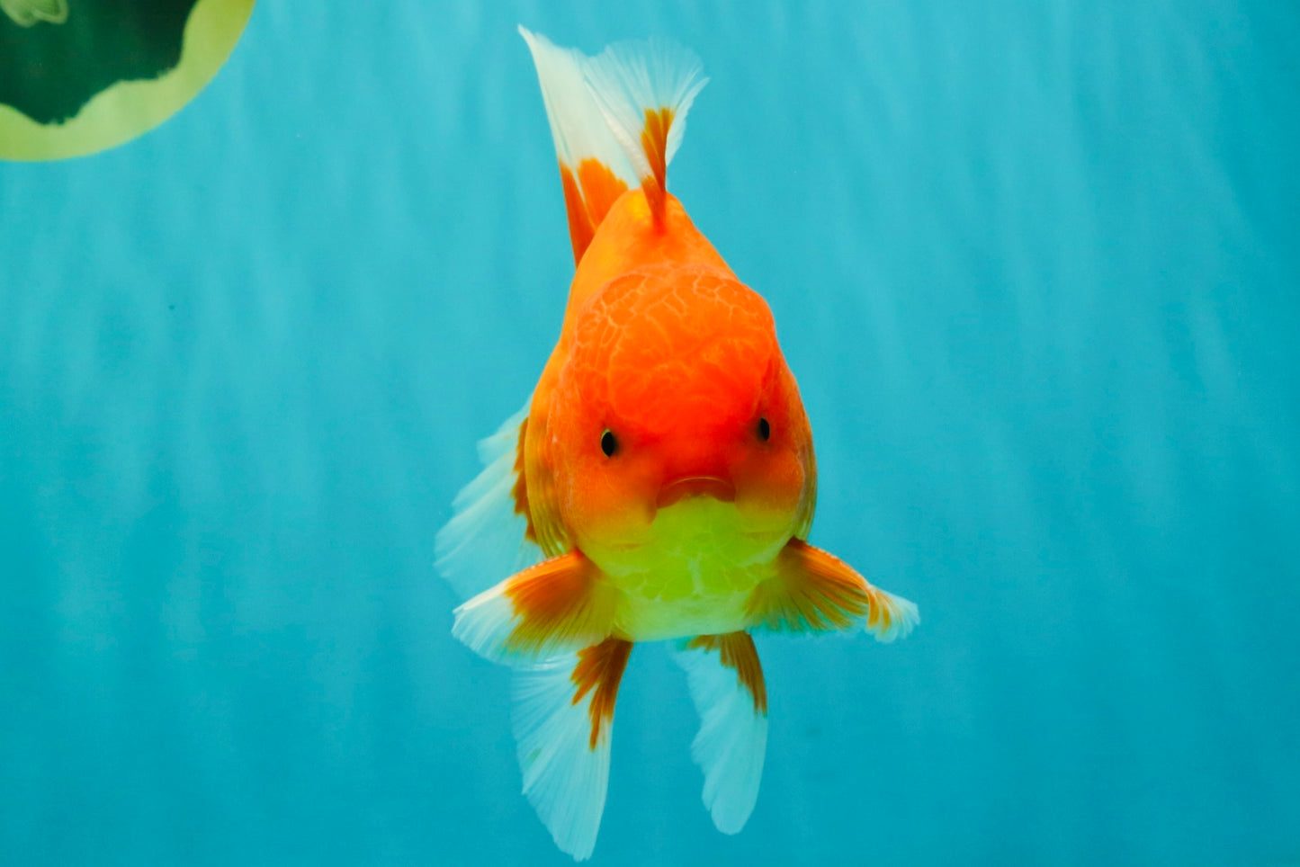 A Grade Strong Body Structure Red White Oranda Male 5-5.5 inches #062626OR_27
