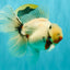 A Grade Sakura Oranda Male 6.5 inches #071726OR_32