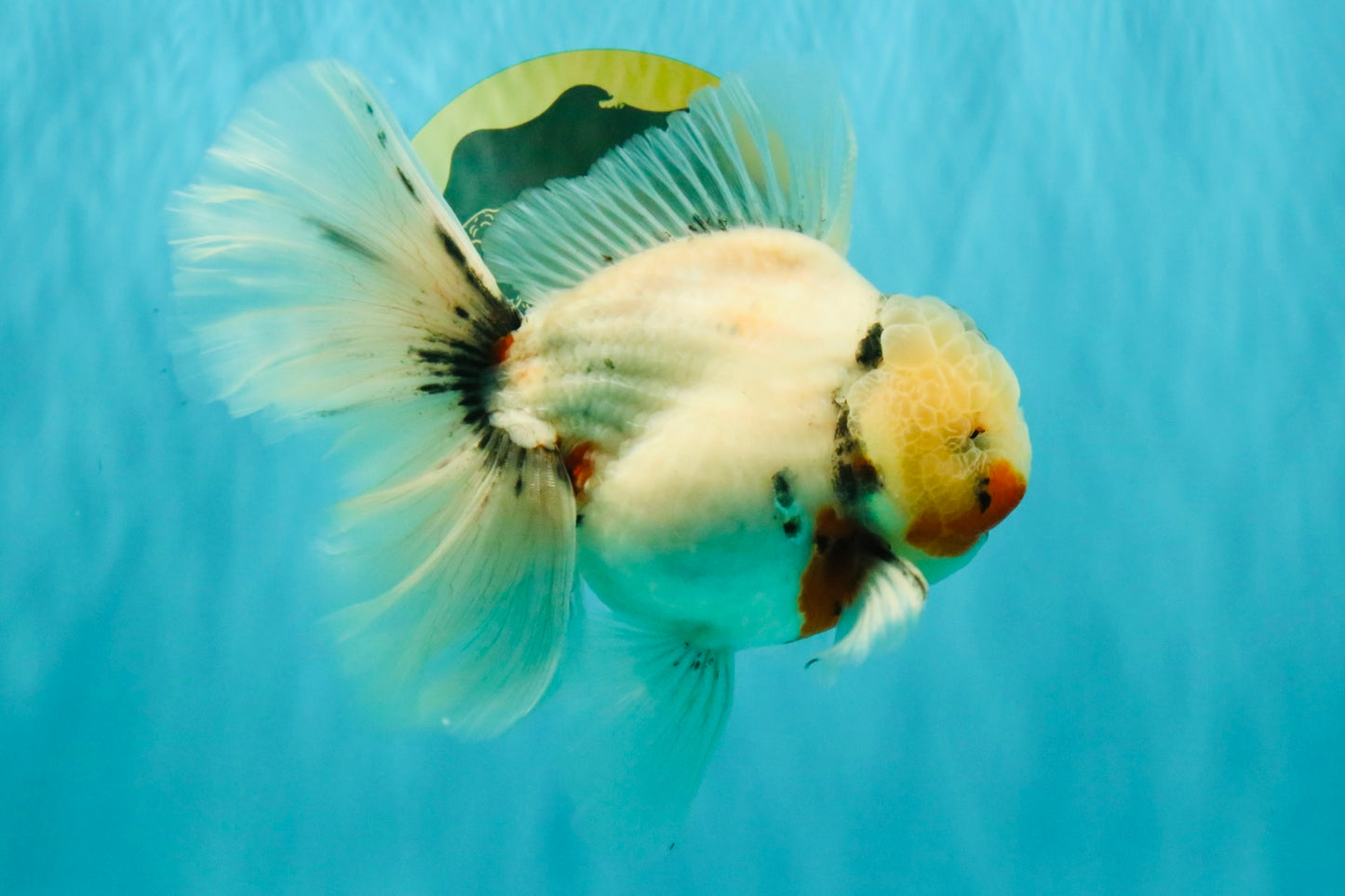 A Grade Sakura Oranda Male 6.5 inches #071726OR_32
