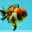 AAA Grade Calico Tiger Yuanbao Male 4.5 inches #100226YB_07