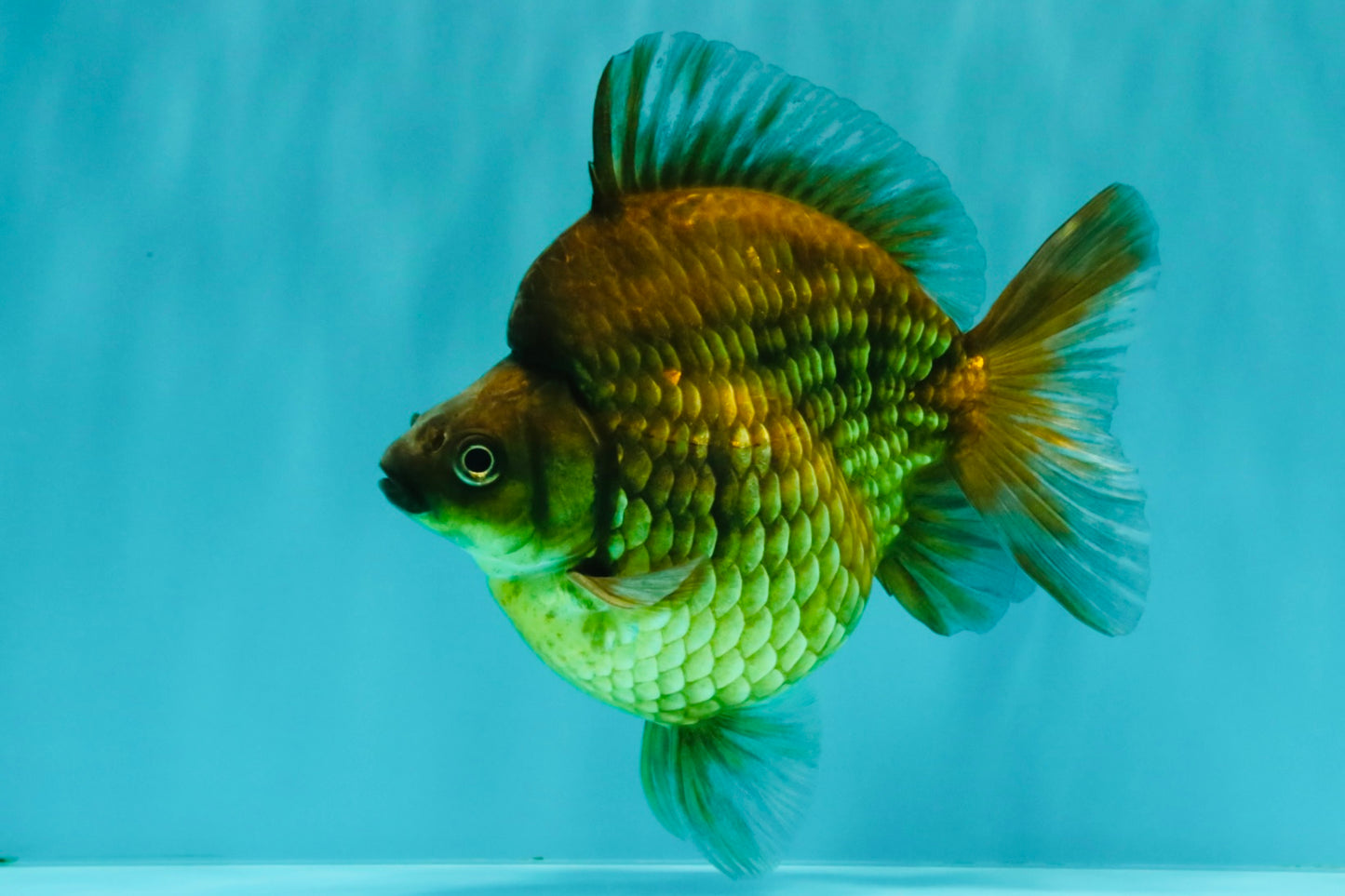UNIQUE AAA Grade Black Diamond Scale Ryukin Male 5.5-6 inches #082126RK_18