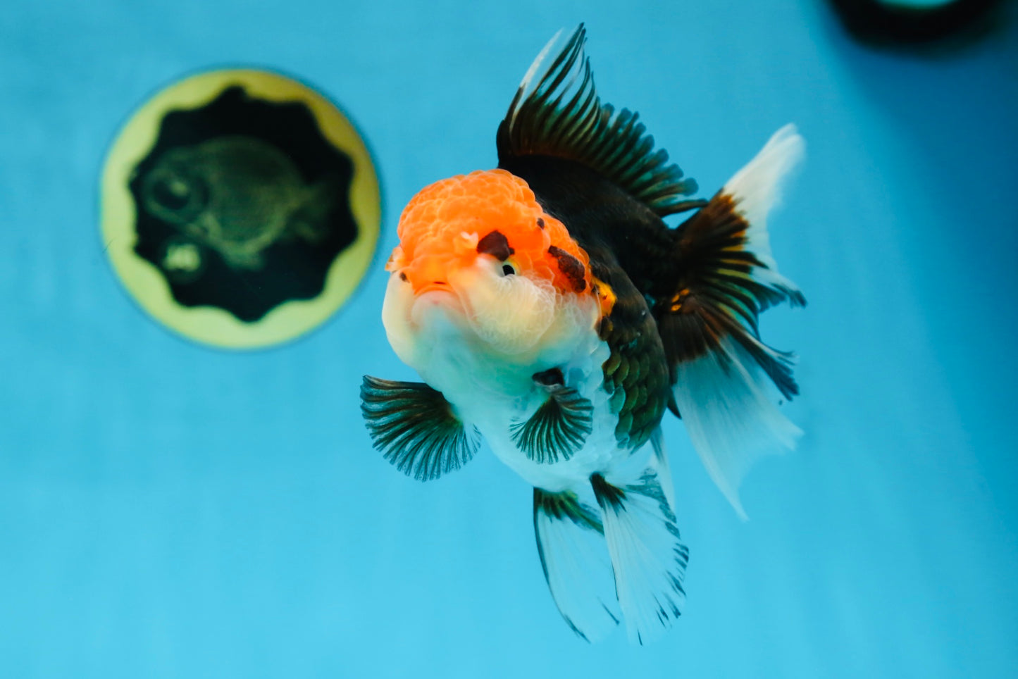 A Grade Tricolor Oranda Female 5-5.5 inches #080825OR_12