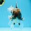 AAA Grade JUMBO Godzilla Kirin Oranda Male 5.5-6 inches #101725OR_24