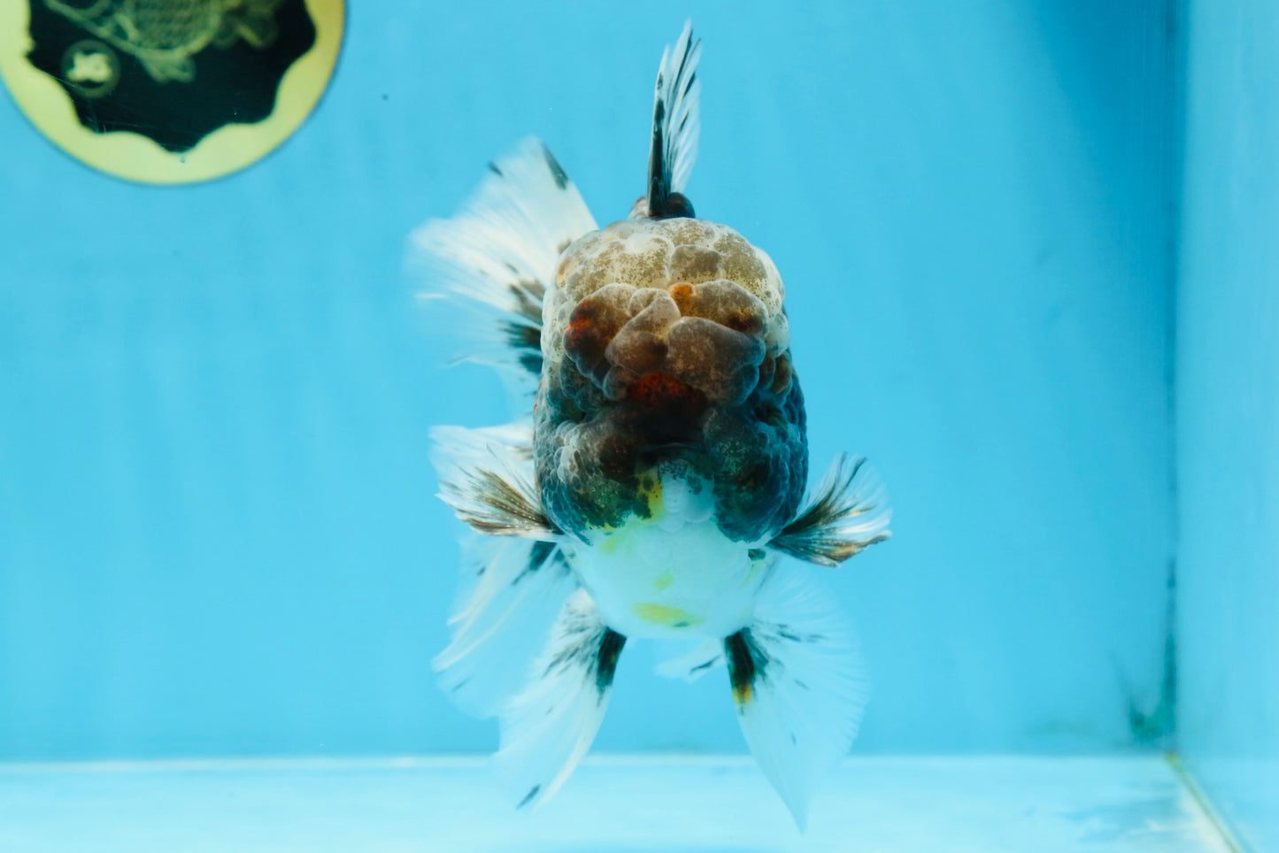 AAA Grade JUMBO Godzilla Kirin Oranda Male 5.5-6 inches #101725OR_24
