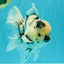 A Grade Two Face Marble Oranda Male 6-6.5 inches #072426OR_11