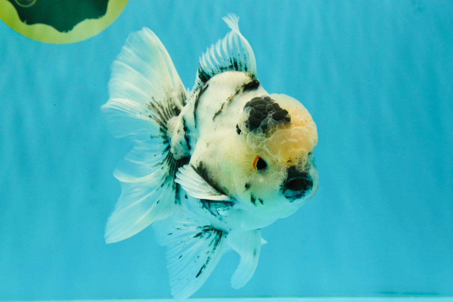 A Grade Two Face Marble Oranda Male 6-6.5 inches #072426OR_11