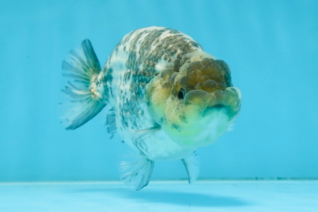 AAA Grade White Tiger LionQueen 5-5.5 inches #101025LC_17