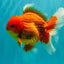 A Grade Strong Body Structure Red White Oranda Male 5-5.5 inches #062626OR_27