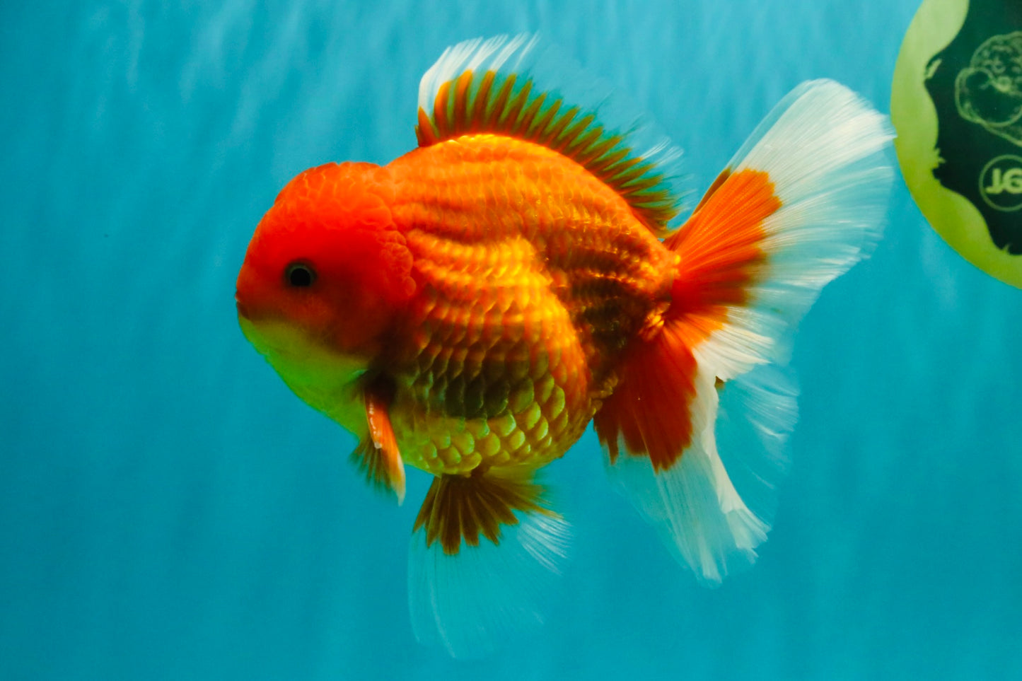 A Grade Strong Body Structure Red White Oranda Male 5-5.5 inches #062626OR_27