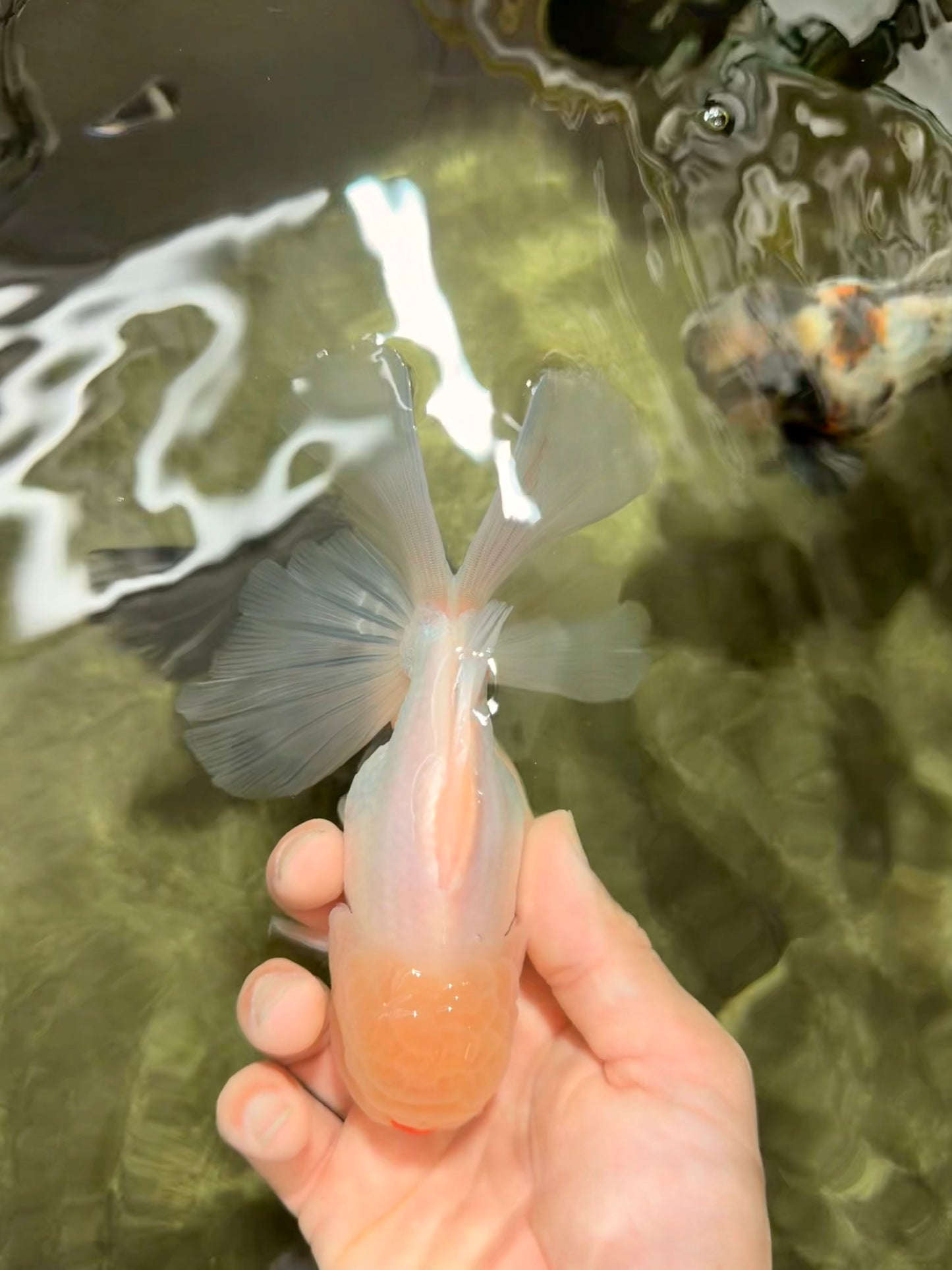 BEAUTY A Grade White Oranda Male 6 inches #070626OR_12
