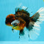 AAA Grade Dark Kirin Long Tail Oranda Male 6.5-7 inches #022726OR_09