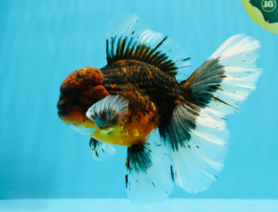 AAA Grade Dark Kirin Long Tail Oranda Male 6.5-7 inches #022726OR_09