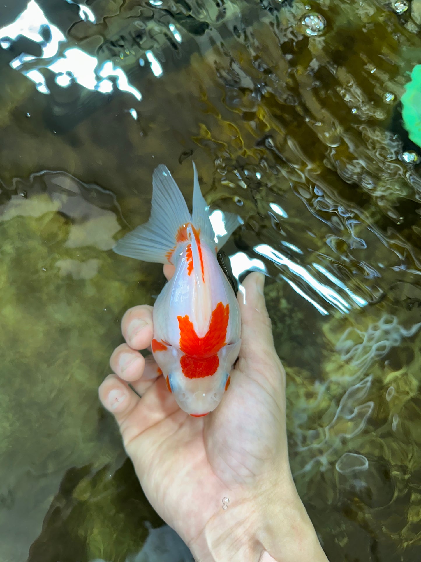 A Grade Kohaku Ryukin Red White Female 5 inches #070425RK_03