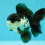 FLUFFY Panda Oranda Male 5 inches #032026OR_11