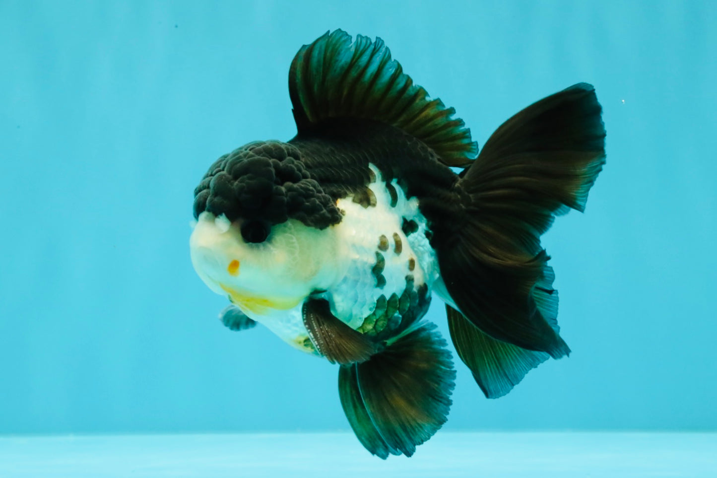 FLUFFY Panda Oranda Male 5 inches #032026OR_11