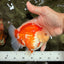AAA Grade Red White Yuanbao Male 5 inches #072426YB_23