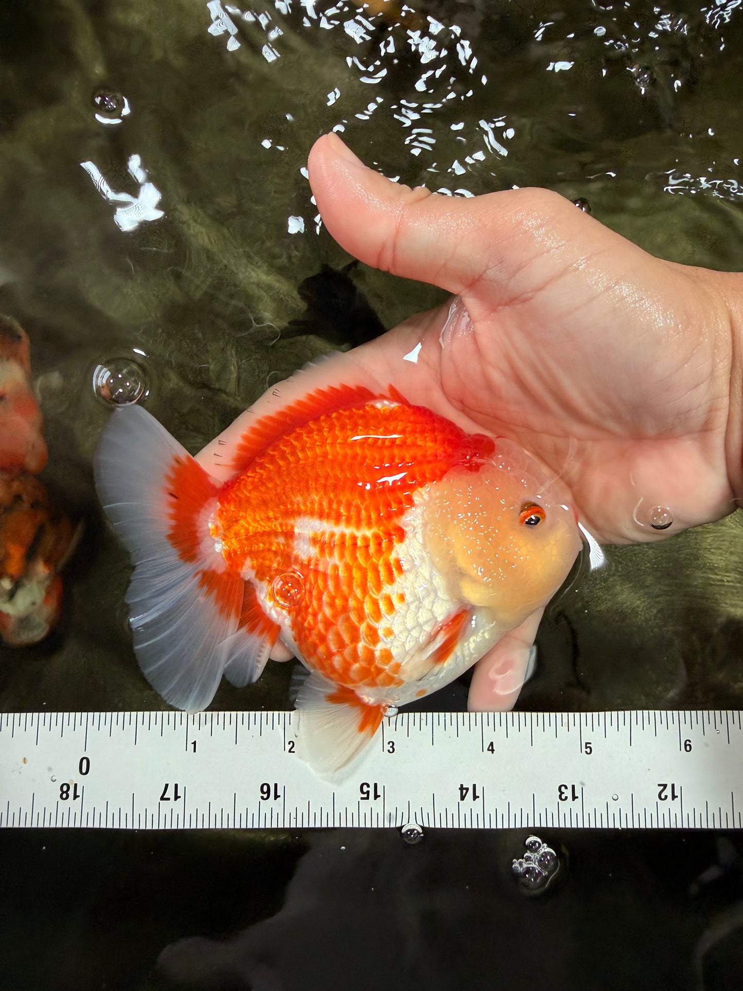 AAA Grade Red White Yuanbao Male 5 inches #072426YB_23