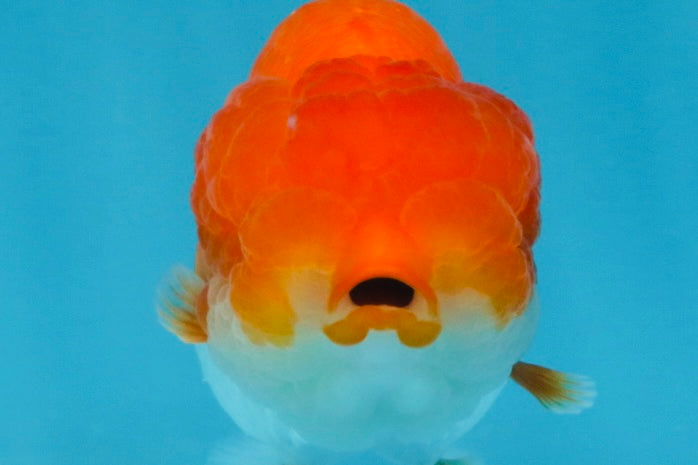 AAA Grade Red White LionQueen 4 inches #103125LC_22